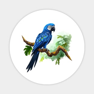 Hyacinth Macaw Magnet